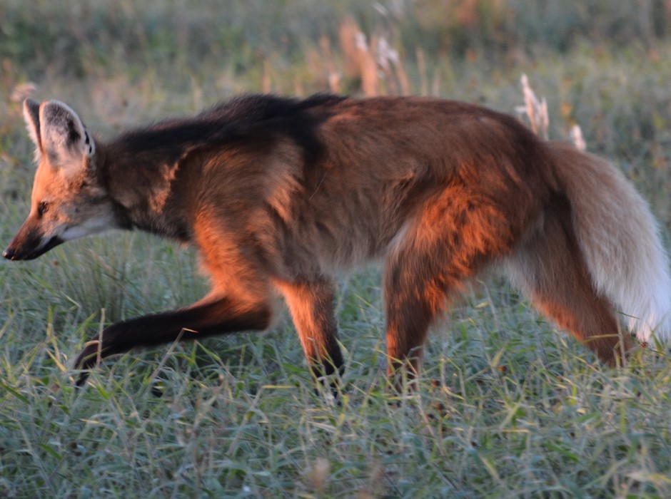 Lobo-guará